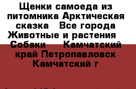 Щенки самоеда из питомника Арктическая сказка - Все города Животные и растения » Собаки   . Камчатский край,Петропавловск-Камчатский г.